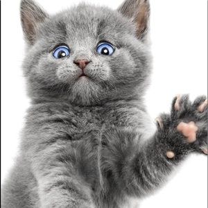 Here kitty kitty . FOR JULIE😇